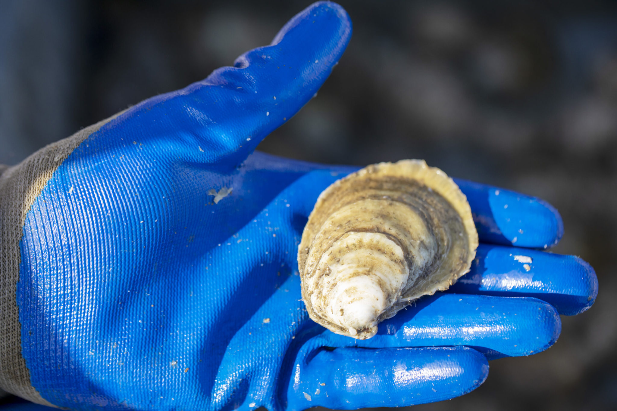 Restore An Oyster Reef Mobile Baykeeper