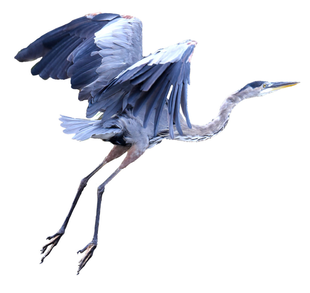 The Majestic Great Blue Heron: A Sentinel of the Waters - Mobile Baykeeper