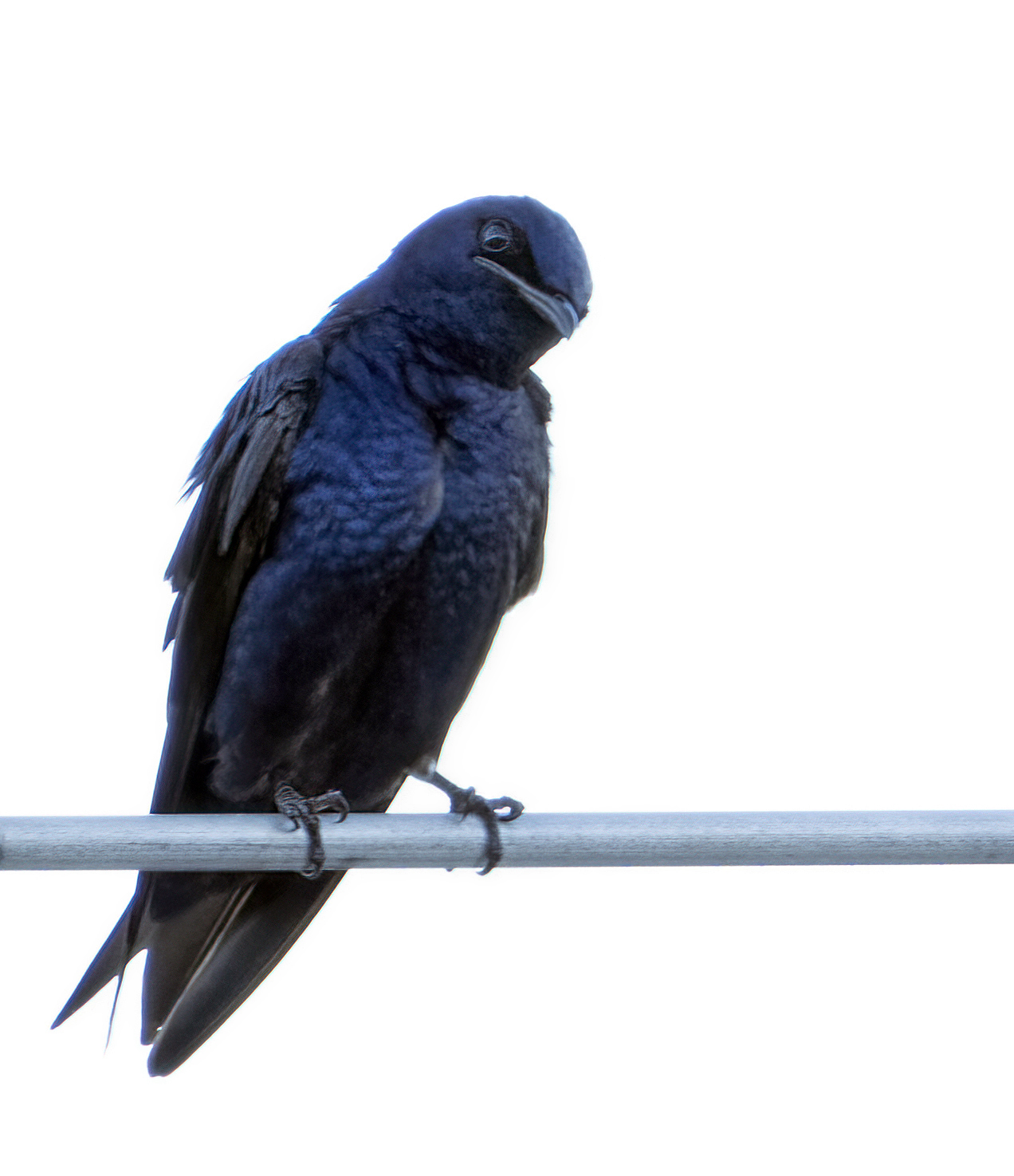 Purple Martins Return to Bahía del Espíritu Santo